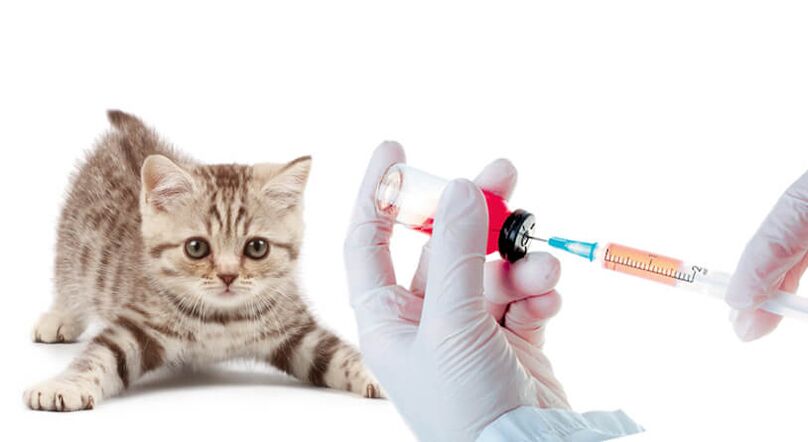 vaccination des animaux et des personnes contre les vers