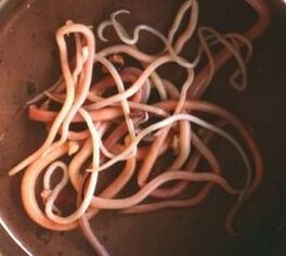 Parasites intestinaux