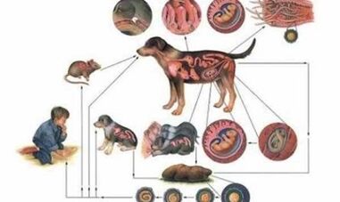 Causes et modes d'infection par les vers