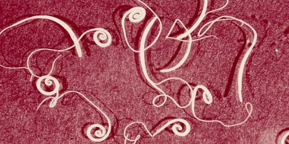 photo de parasites humains